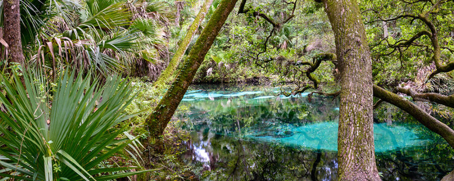 Fern Hammock Springs