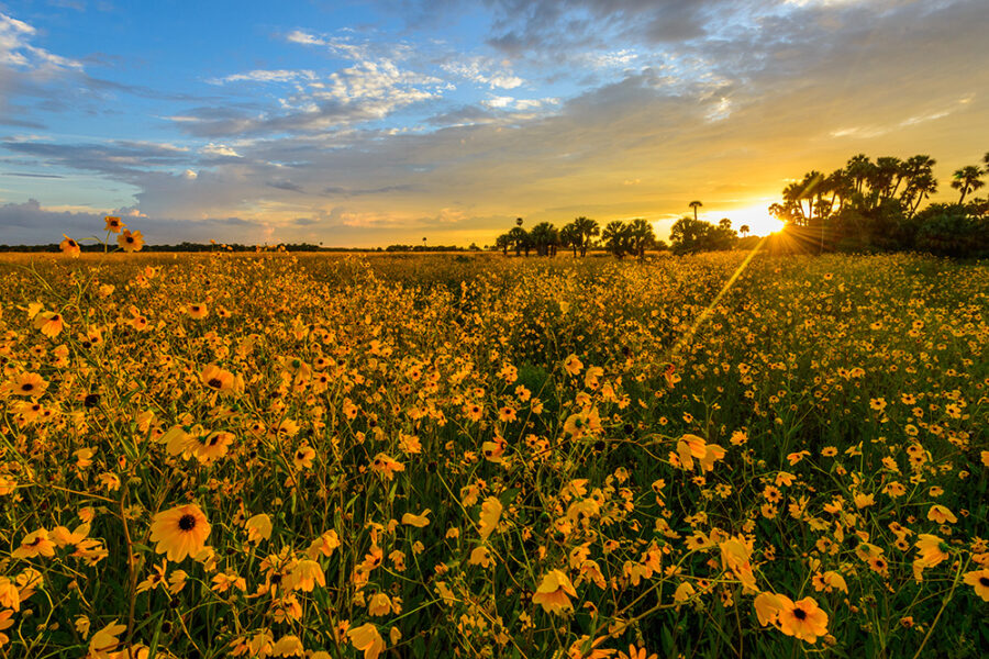 Swamp Sunflowers