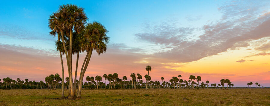 Lake Jesup Palms 2