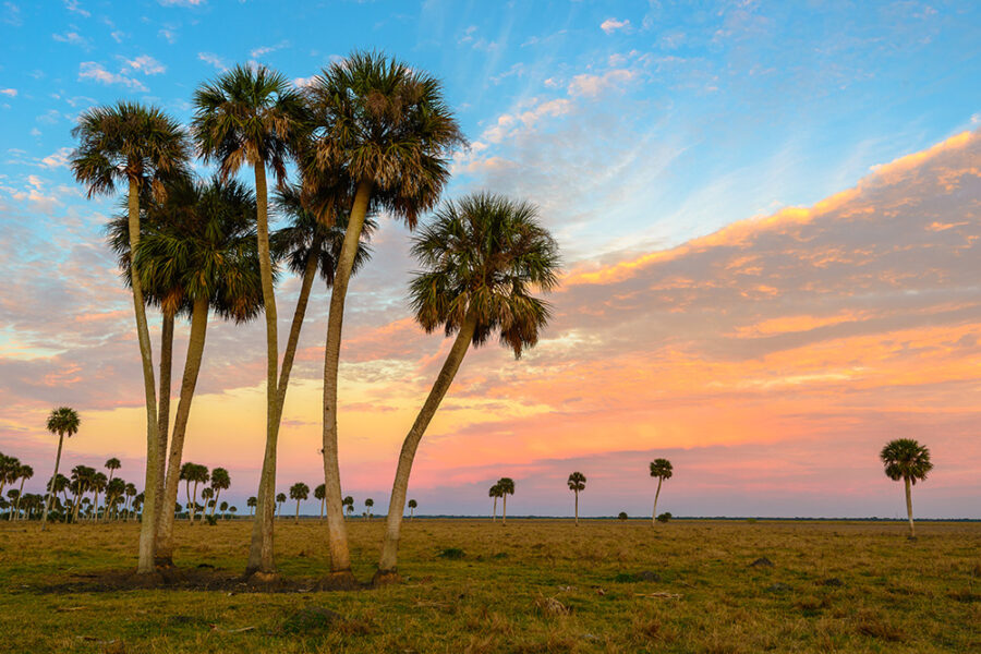 Lake Jesup Palms