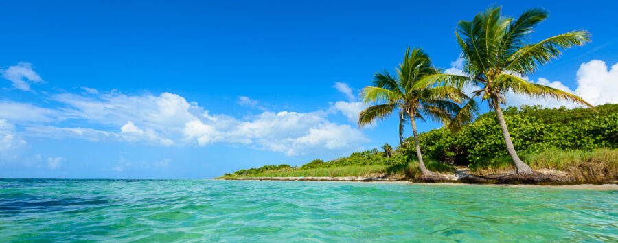 Bahia Honda Palms 3