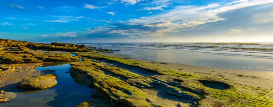 Washington Oaks Morning