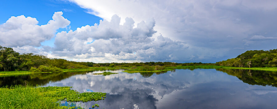 Myakka River Reflections