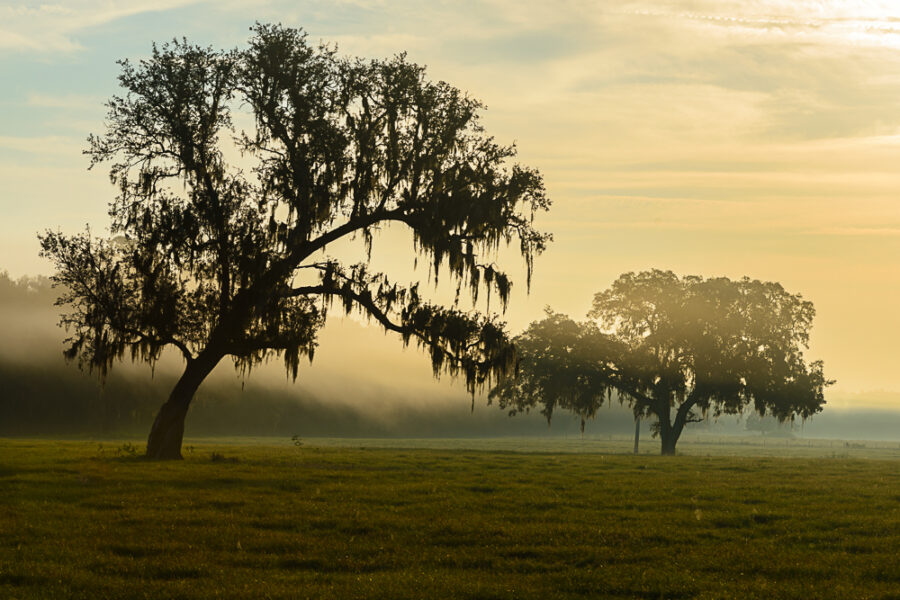 Golden Mist