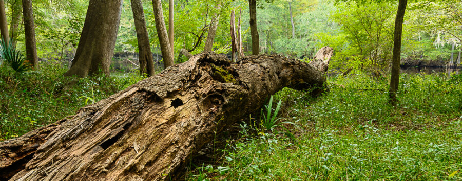 Santa Fe River Forest