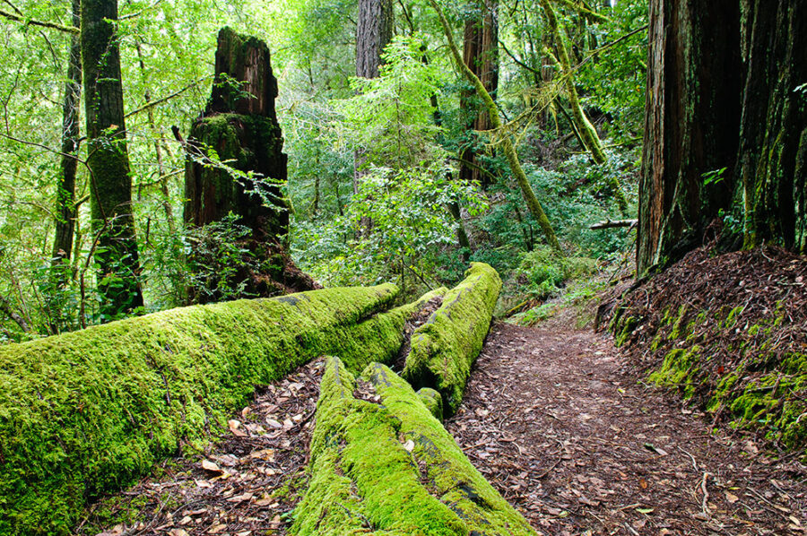 Big Basin Redwood Forest