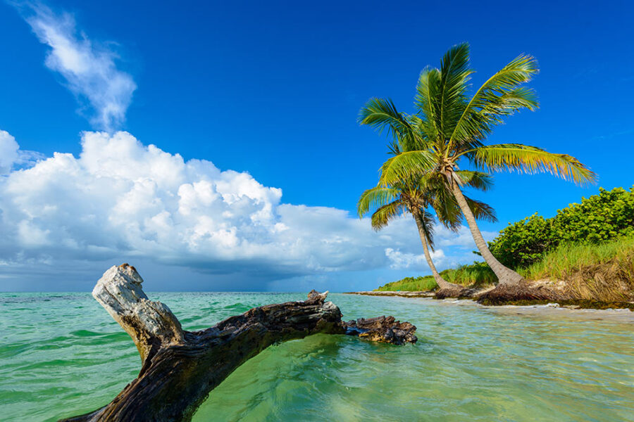 Bahia Honda Palms