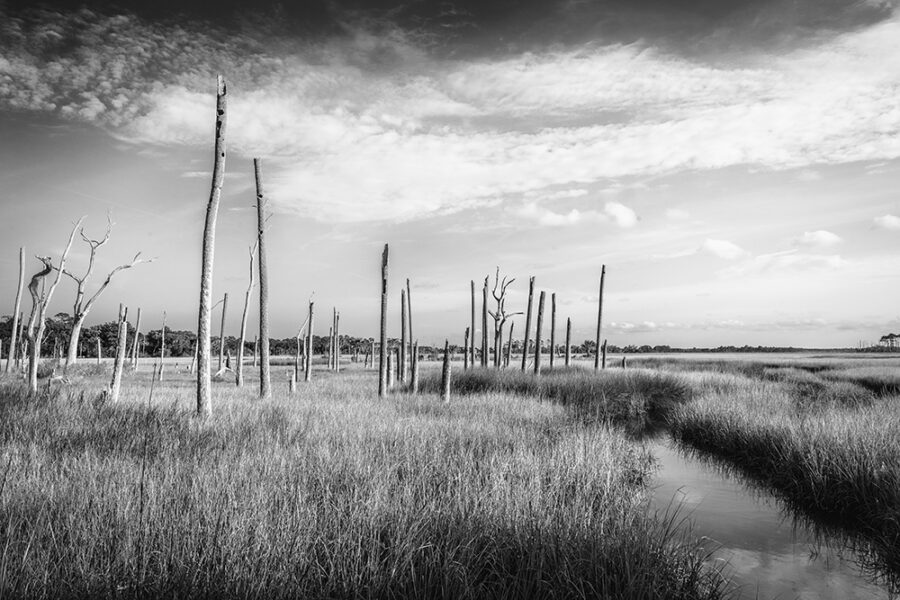 The Salt Marsh