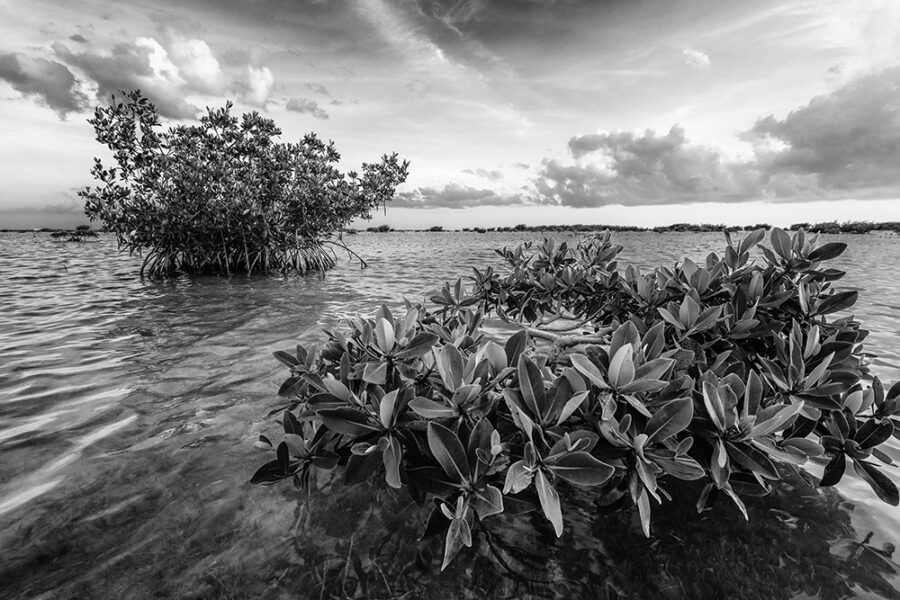 Florida Bay