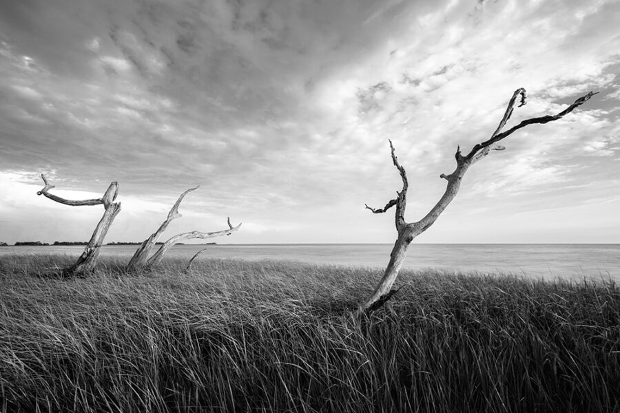 The Windswept Grass