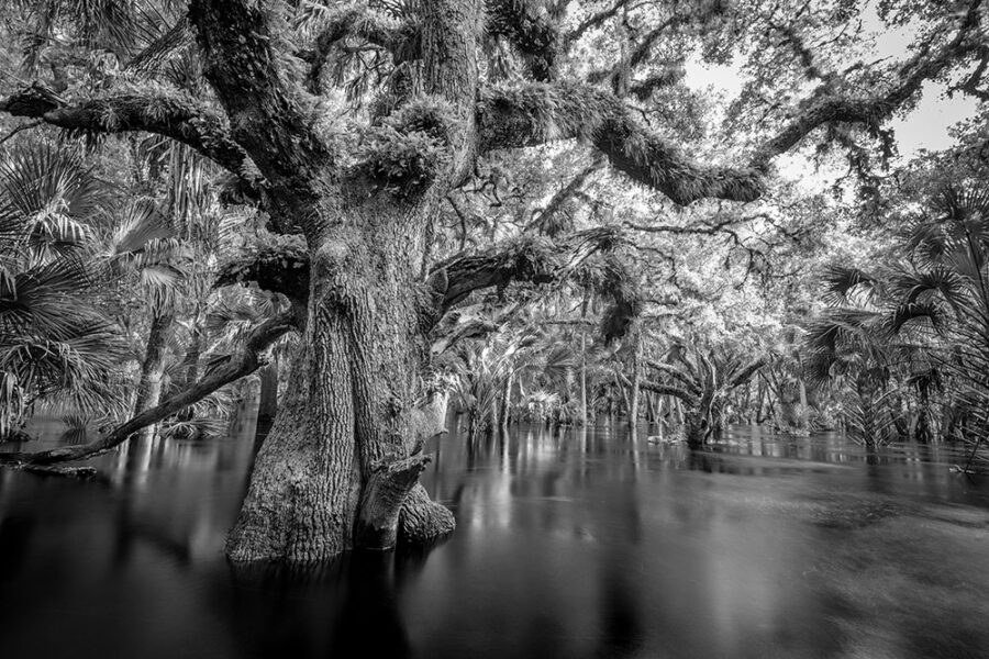 Flooded Myakka 1