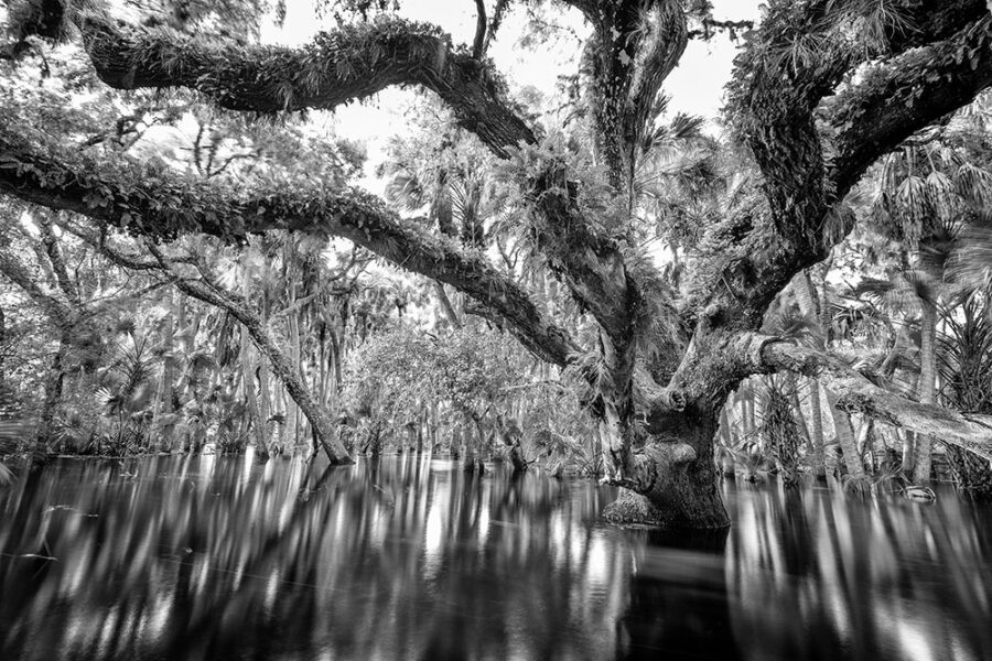 Flooded Myakka 2