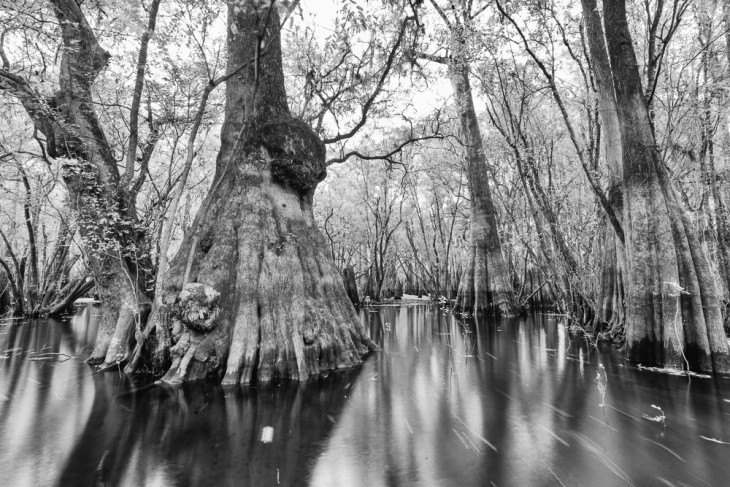 Ancients of the Suwannee River Valley 2