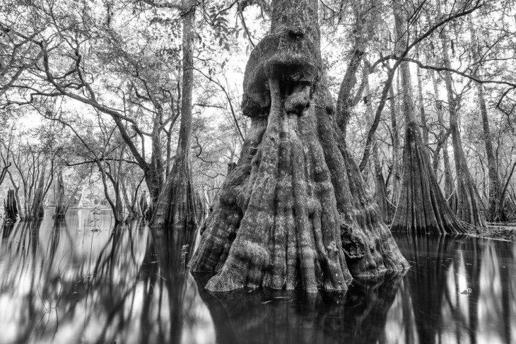 Ancients of the Suwannee River Valley 1