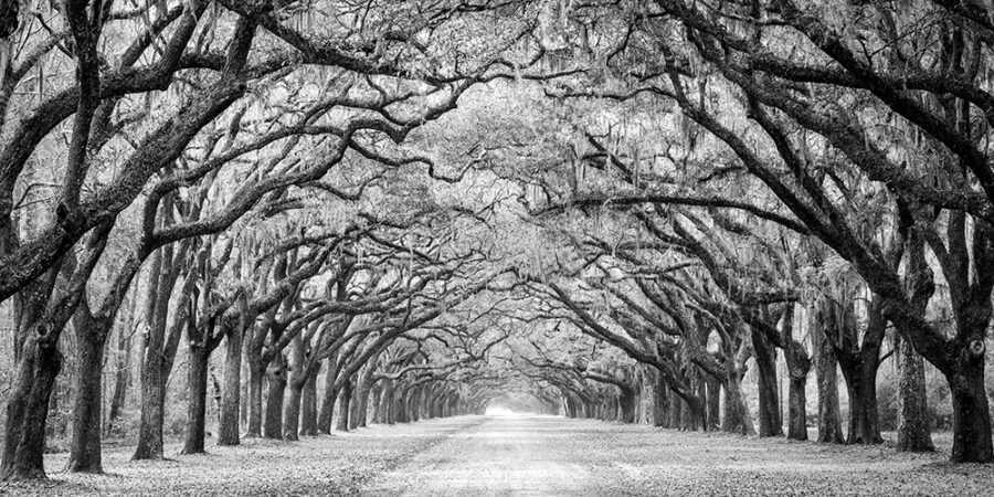 Tunnel of Oaks