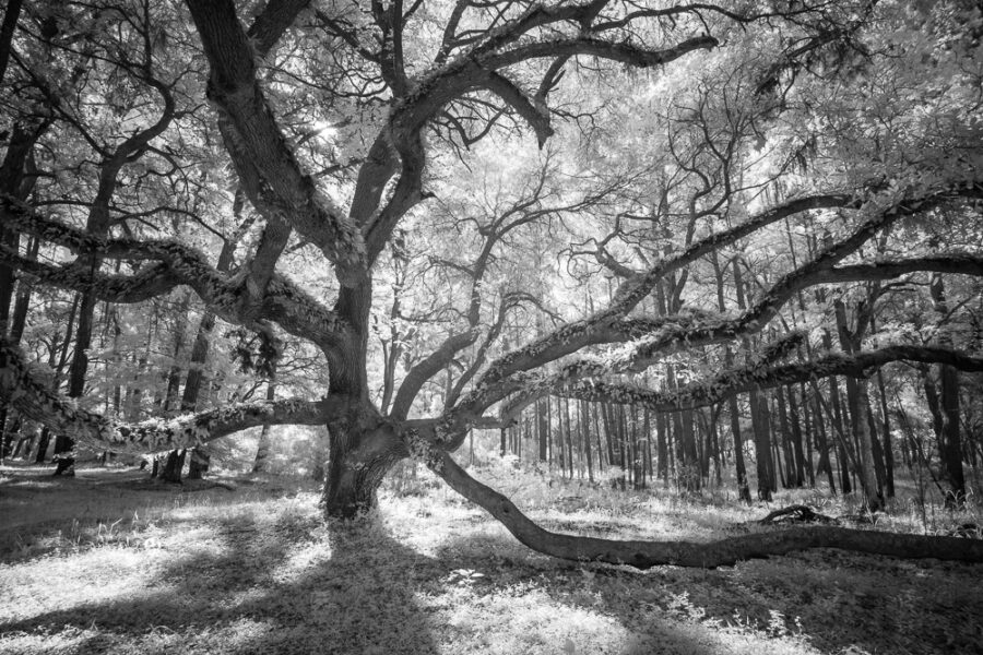 Edisto Island Oak