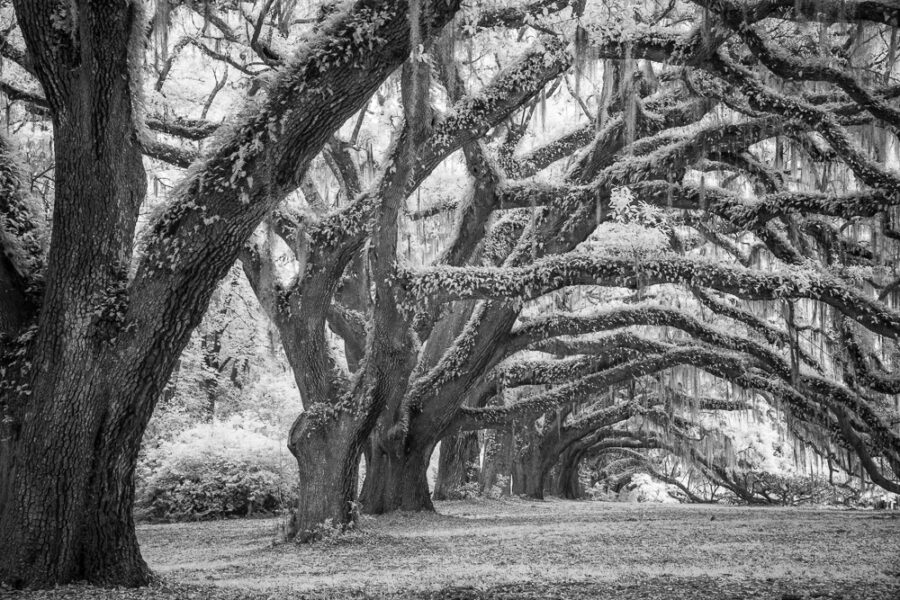 Oak Archway