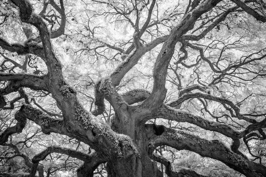 Angel Oak 2