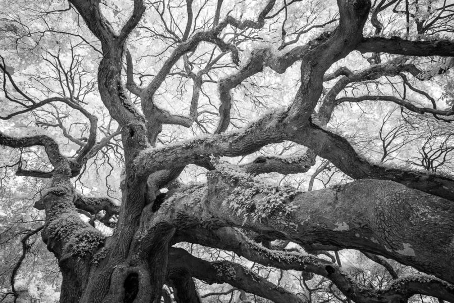 Angel Oak 3