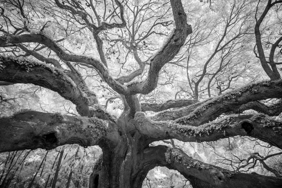 Angel Oak 4