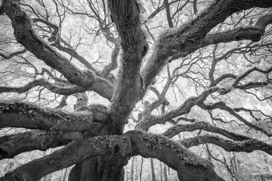 Angel Oak 1