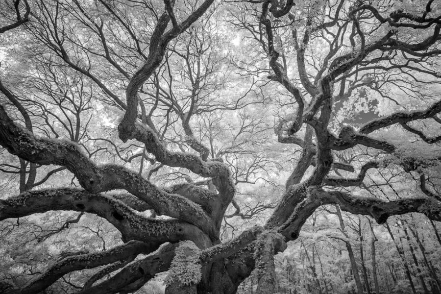 Angel Oak 5