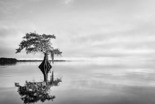 Blue Cypress Serenity - Black and white lake Cypress tree photo