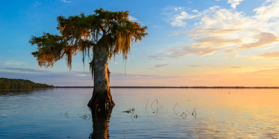 Sunrise on Blue Cypress