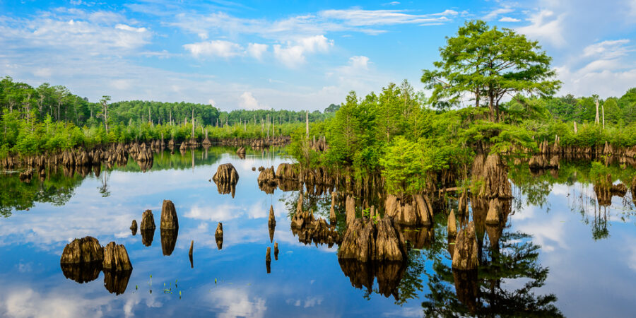 Reflections on Dead Lakes