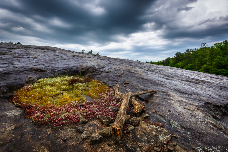 Arabia Mountain