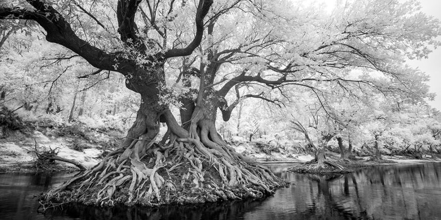 Ogeechee Tupelos