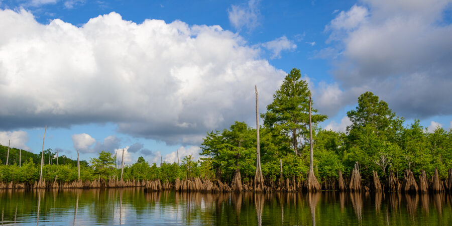 Cypress Reflections