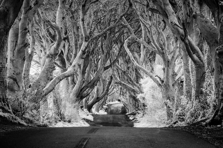 The Dark Hedges