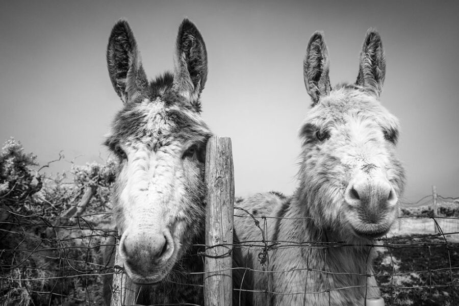 Inquisitive Irish Donkeys