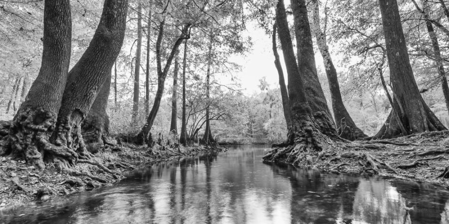 Santa Fe River Spring