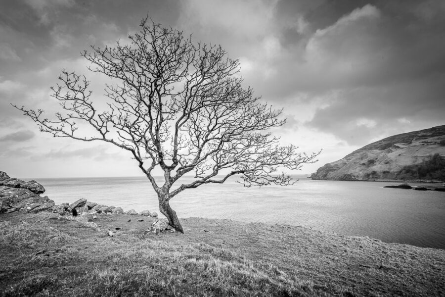 Lone Tree on the Irish Bay