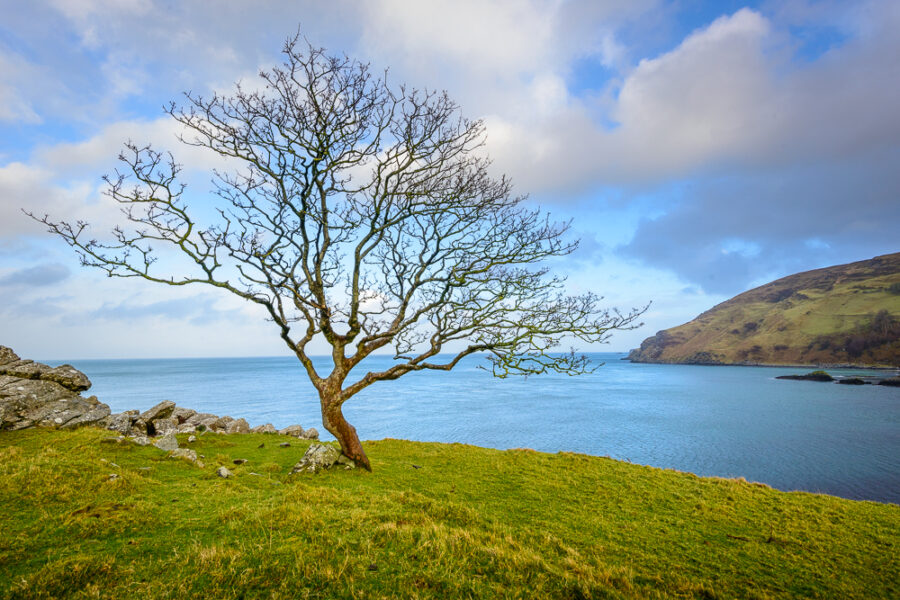 The Tree on the Bay