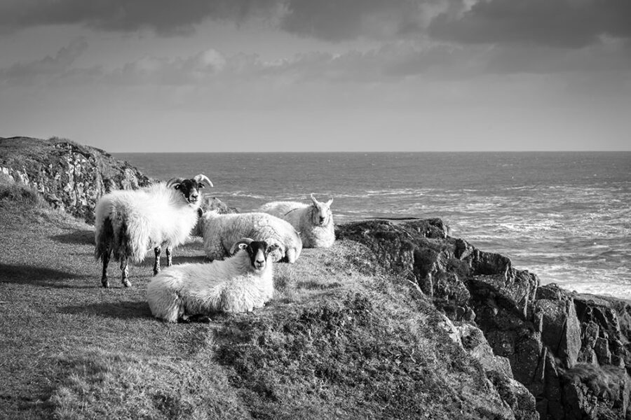 Sheep at Fanad Head